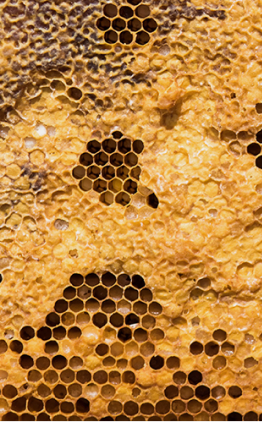 Afbeelding van een honingraat